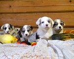 Собаки в Москве: голубоглазые мраморные щенки вельш корги кардиган Мальчик, 50 000 руб. - фото 4
