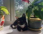 Кошки в Кораблино: Миленькие котята в добрые руки, Бесплатно - фото 9
