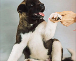 Собаки в Самаре: Американская Акита, 1 руб. - фото 1