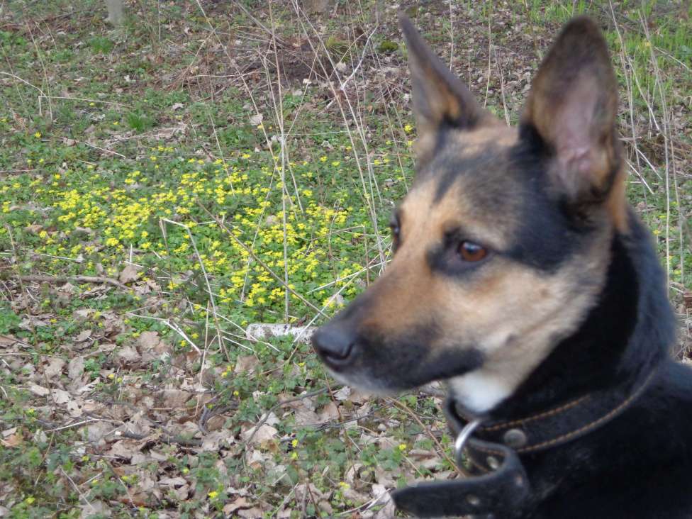 Собаки в Москве: ПРОПАЛА СОБАКА Девочка, 10 000 руб. - фото 3