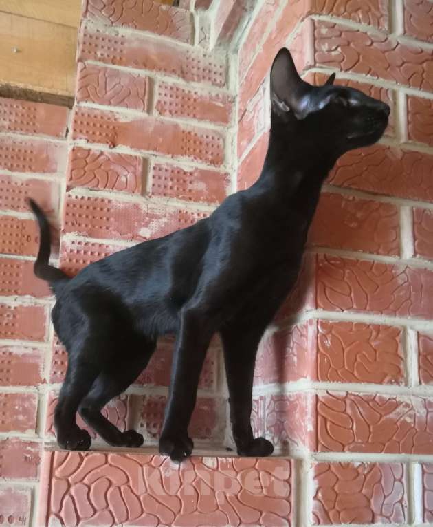 Кошки в Перми: Ориентальный котенок (девочка) Девочка, 25 000 руб. - фото 3