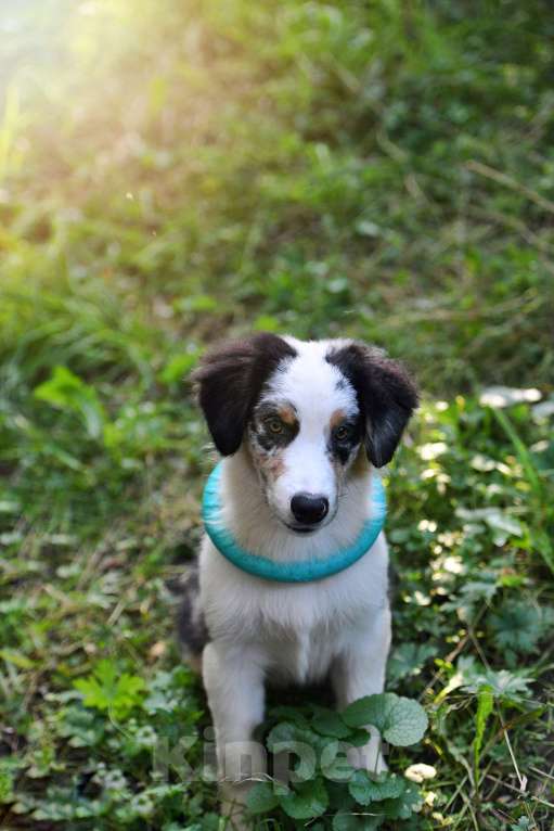 Собаки в Москве: Щенки Австралийской овчарки Мальчик, 80 000 руб. - фото 2