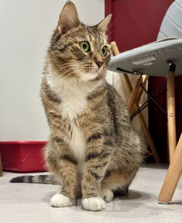 Кошки в Москве: Малышка Тея ищет заботливую семью Девочка, Бесплатно - фото 2