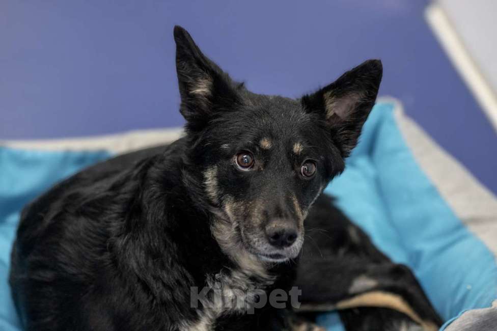 Собаки в Москве: пес Гек Мальчик, Бесплатно - фото 3