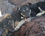 Собаки в Астрахани: "Щенки в добрые руки — крепкие дворовые!" Разнополые, Бесплатно - фото 1