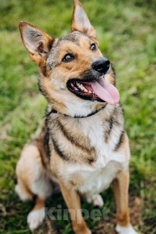 Собаки в Москве: Лиса ищет семью  Девочка, Бесплатно - фото 3