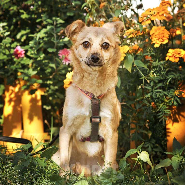 Собаки в других городах Московской области: Тэя в добрые руки Девочка, Бесплатно - фото 7