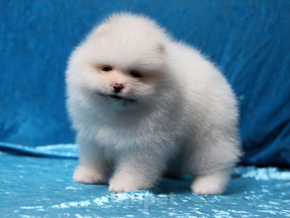 Собаки в Москве: Щенки померанского шпица Мальчик, Бесплатно - фото 1