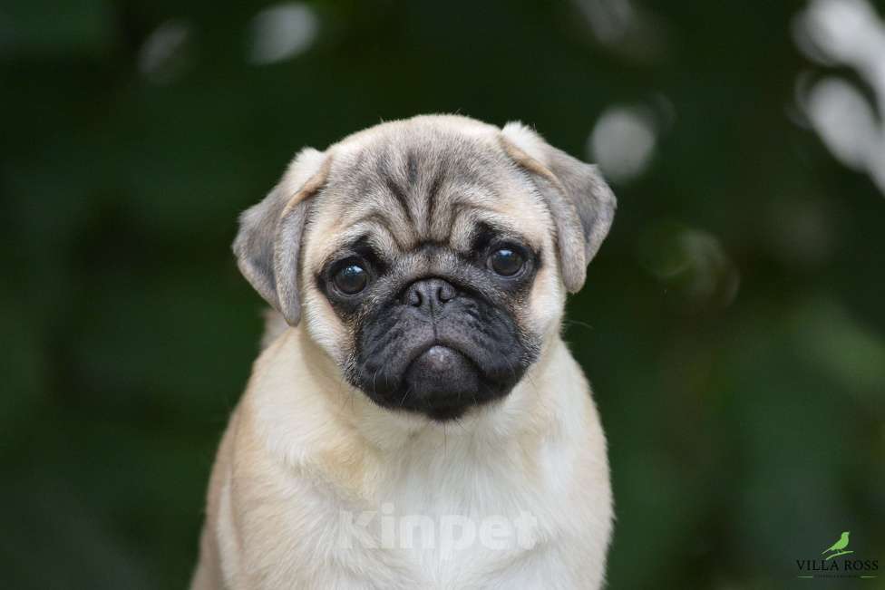 Собаки в Самаре: Продам щенка  мопс Девочка, Бесплатно - фото 2