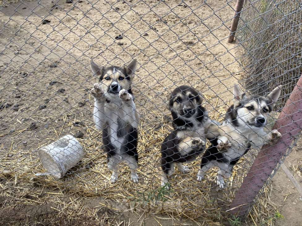 Собаки в Саратове: Щенкам очень нужен дом Мальчик, 1 руб. - фото 1