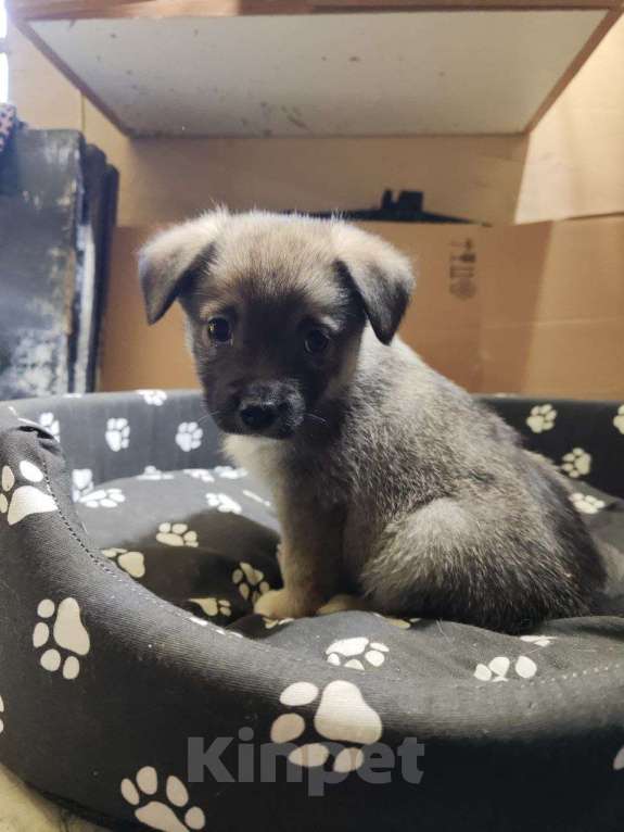 Собаки в Ессентуках: Щенки бесплатно в добрые руки Мальчик, Бесплатно - фото 6