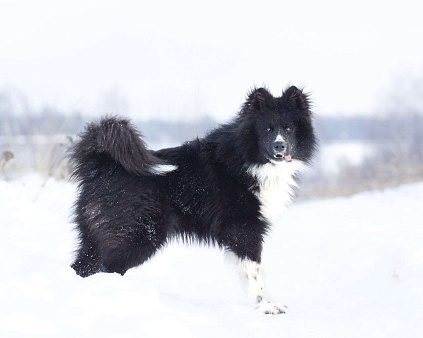 Малыш - лохматое чудо в дар