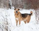 Собаки в Москве: Ищет дом Тим - верный друг и надежный товарищ. Мальчик, Бесплатно - фото 10