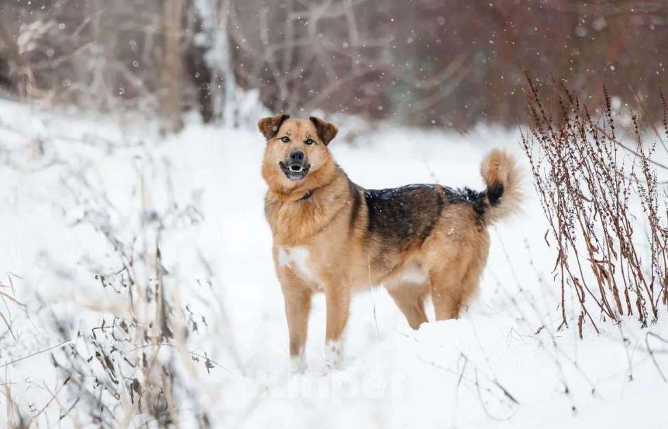 Собаки в Москве: Ищет дом Тим - верный друг и надежный товарищ. Мальчик, Бесплатно - фото 10