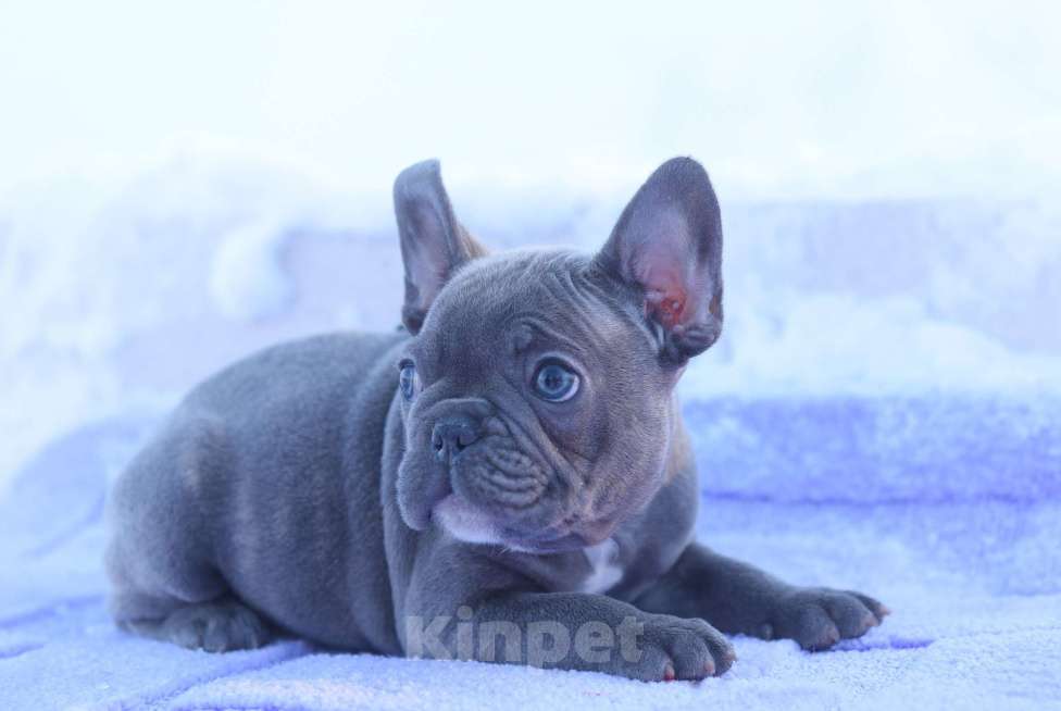 Собаки в Москве: Голубой тигр мальчик Мальчик, 60 000 руб. - фото 1