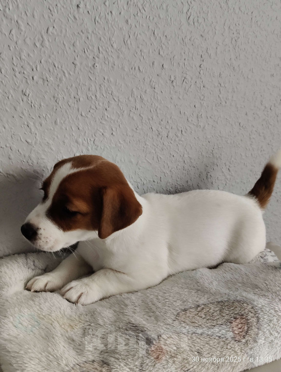 Собаки в Мытищах: Джек Рассел терьер Аврора Девочка, 80 000 руб. - фото 4