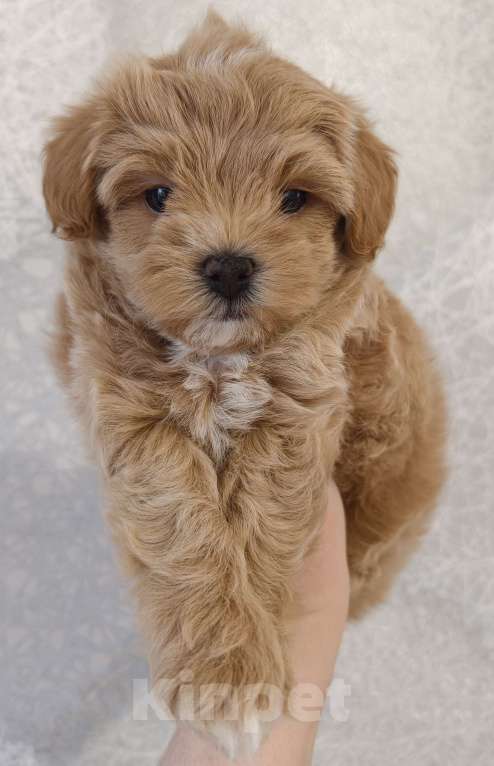 Собаки в Санкт-Петербурге: Щенки мальтипу f1 мини Девочка, Бесплатно - фото 4