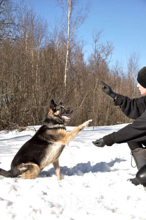 Собаки в Ногинске: Рокси попала в приют после смерти хозяина Девочка, Бесплатно - фото 6