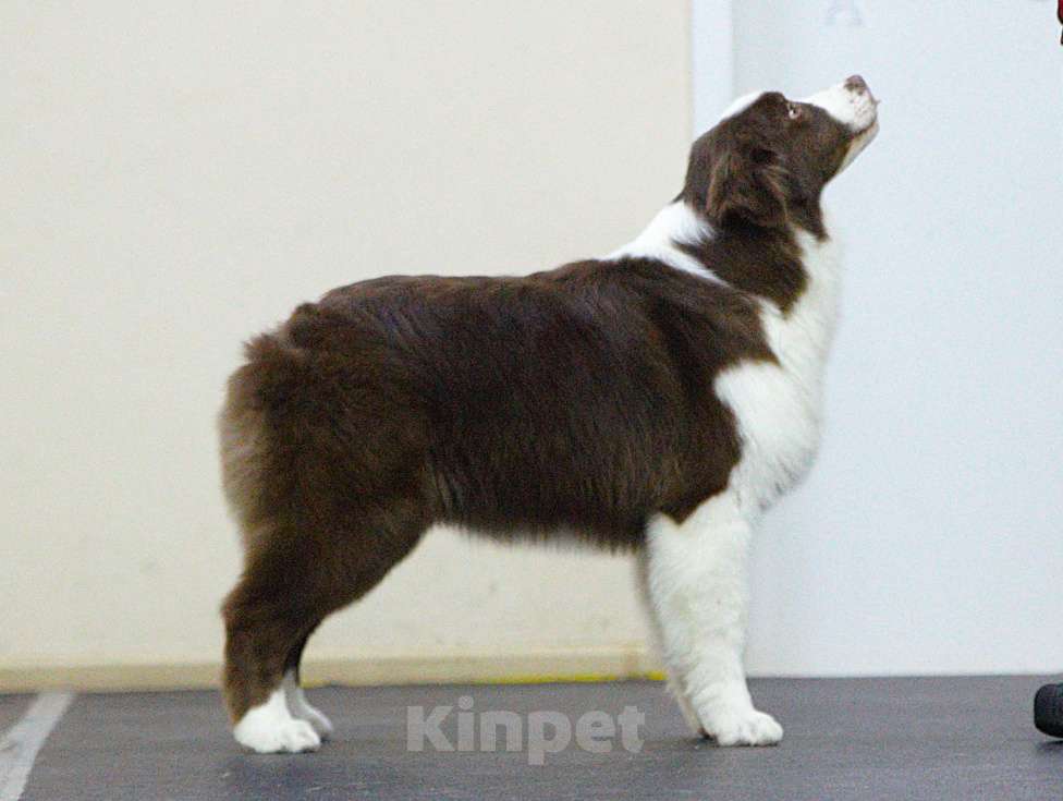 Собаки в других городах Владимирской области: щенок австралийской овчарки Девочка, 90 000 руб. - фото 4