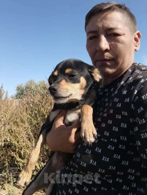 Собаки в Москве: Маленькая собачка в добрые руки Девочка, Бесплатно - фото 8