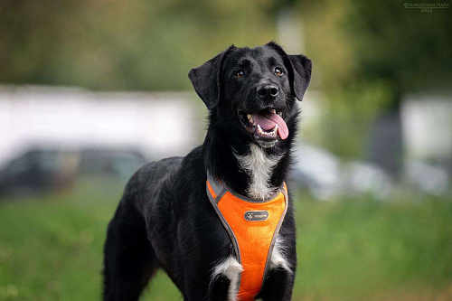 Галактика ищет любящую семью 