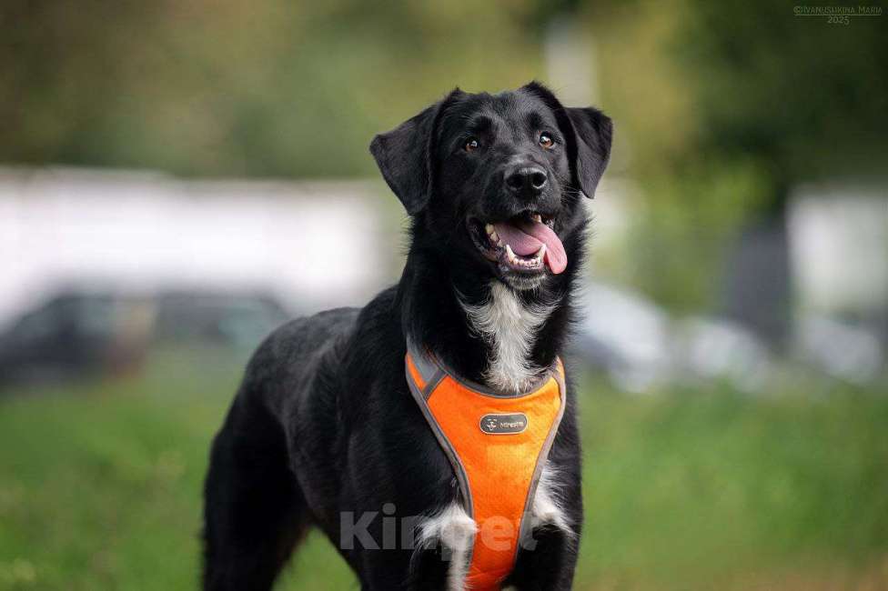 Собаки в Москве: Галактика ищет любящую семью  Девочка, Бесплатно - фото 1