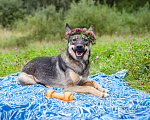 Собаки в Солнечногорске: Молода, спокойная, собака-компаньон Девочка, Бесплатно - фото 5