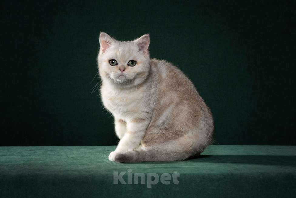 Кошки в Екатеринбурге: Шотландские котята от отца Чемпиона Мира Мальчик, 50 000 руб. - фото 2