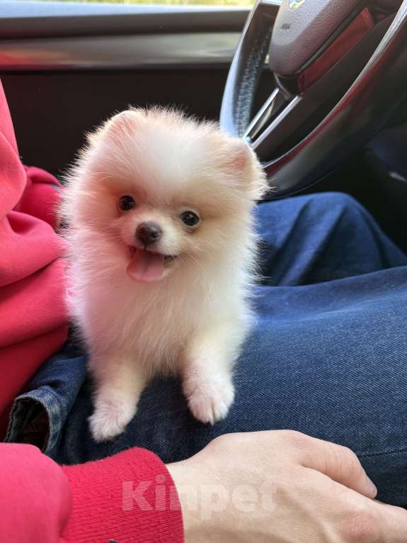 Собаки в Калининграде: Девочка мини шпиц Девочка, 25 000 руб. - фото 2