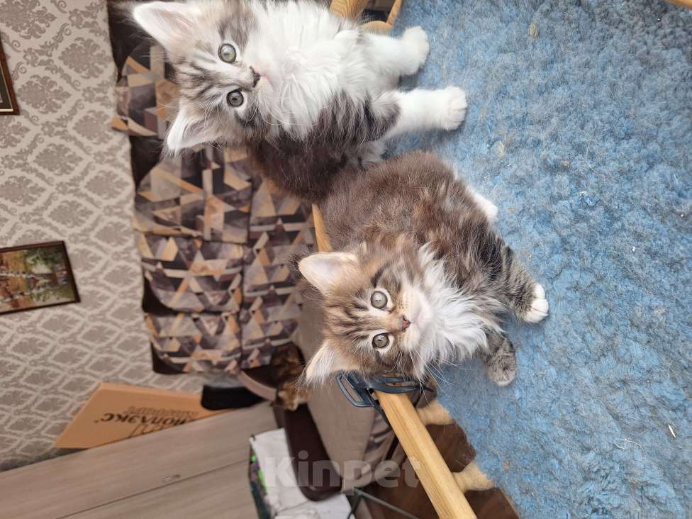 Кошки в Москве: Котята мейн кун Мальчик, 30 000 руб. - фото 3