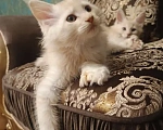 Кошки в Санкт-Петербурге: Котята мейн-кун Мальчик, Бесплатно - фото 3