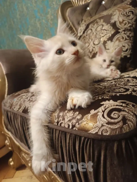 Кошки в Санкт-Петербурге: Котята мейн-кун Мальчик, Бесплатно - фото 3