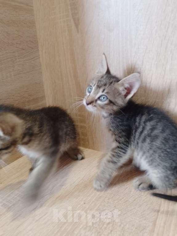 Кошки в Ростове-на-Дону: Полосатые ласковые мальчишки Мальчик, 1 руб. - фото 2