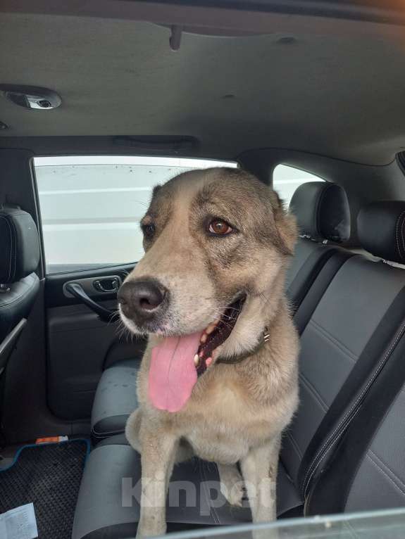 Собаки в Москве: Срочно ищу нового хозяина! Девочка, 100 руб. - фото 2