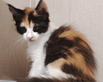 Кошки в других городах Ленинградской области: Мейн Кун котёнок Девочка, Бесплатно - фото 2