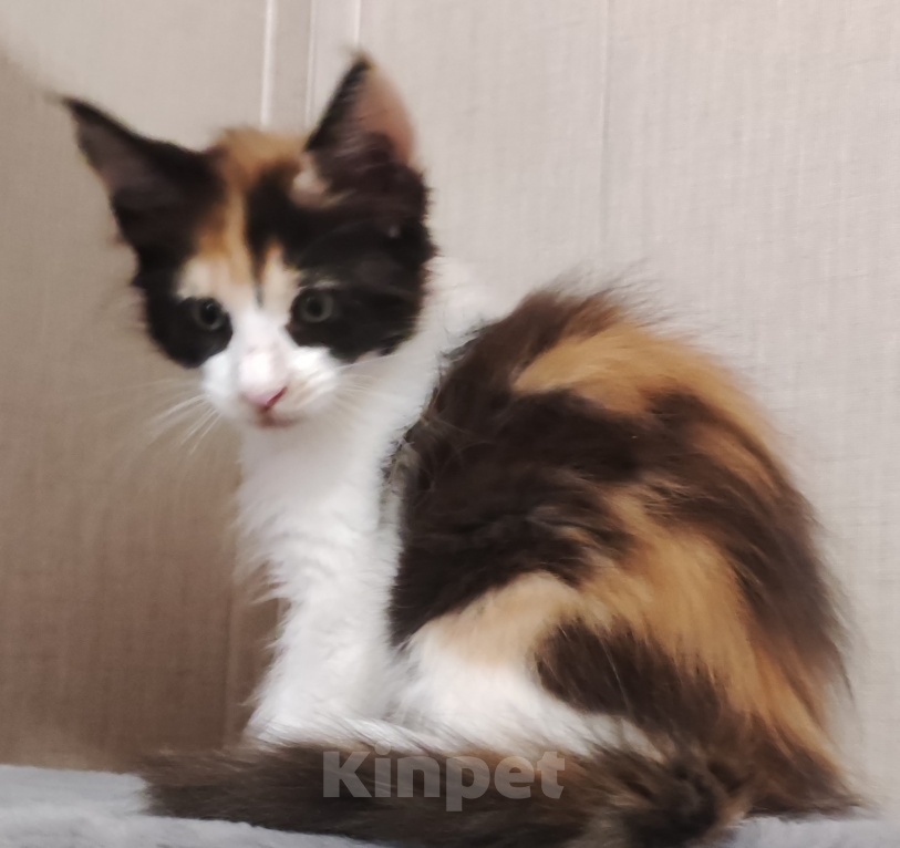 Кошки в других городах Ленинградской области: Мейн Кун котёнок Девочка, Бесплатно - фото 2