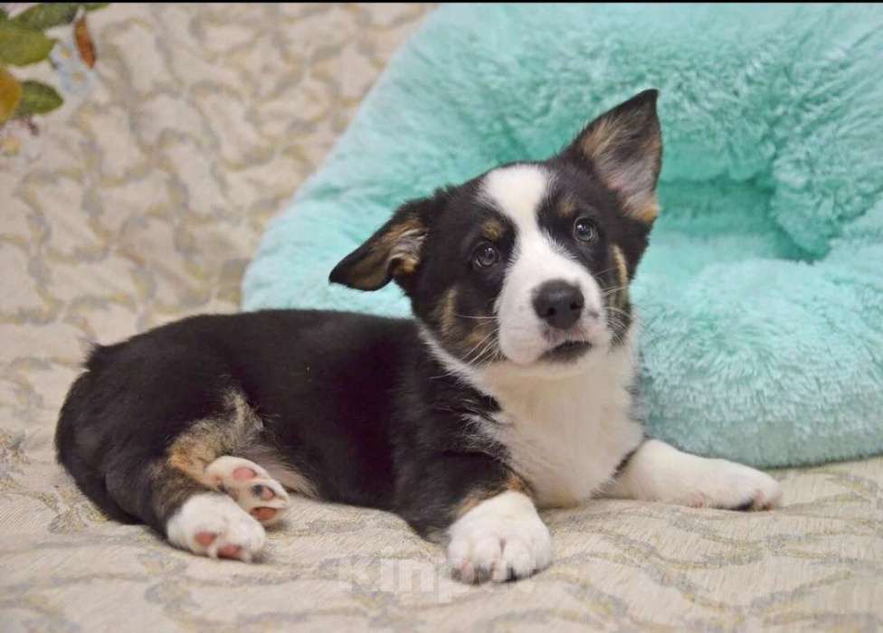 Собаки в Москве: Мэни вельш-корги-кардиган  Мальчик, 50 000 руб. - фото 2