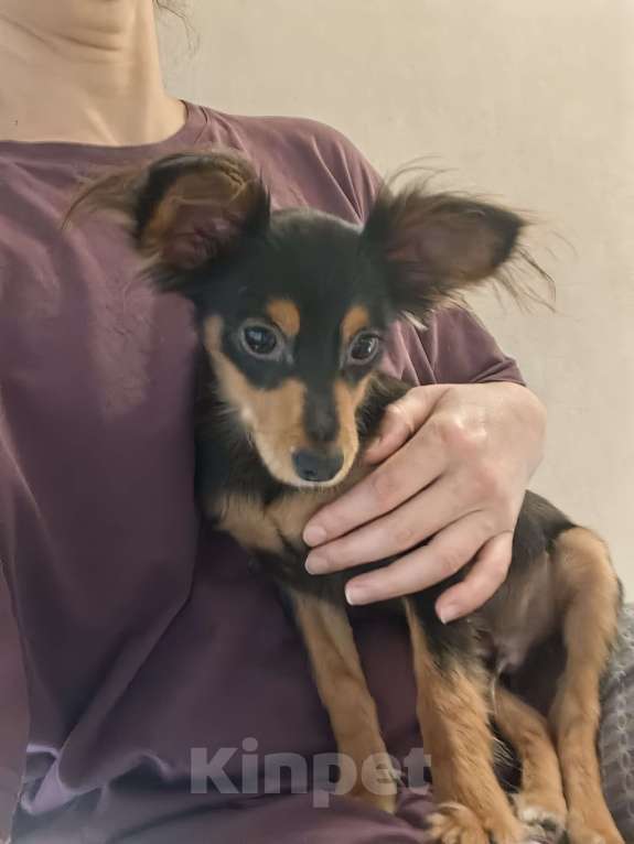 Собаки в Москве: Щенок русский той  Мальчик, 10 000 руб. - фото 3