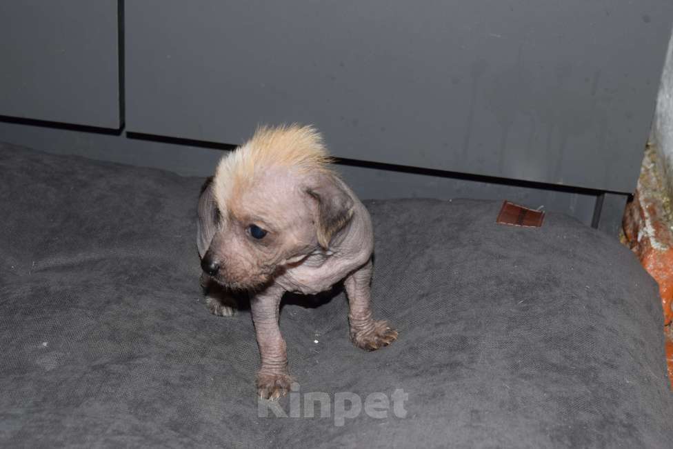 Собаки в других городах Краснодарского края: Китайская хохлатая собака  Девочка, 15 000 руб. - фото 1