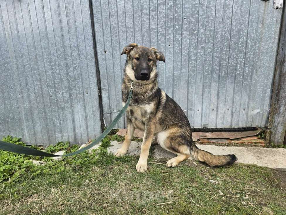 Собаки в других городах Ленинградской области: Самые ласковые щенки-целовашки ищут дом Мальчик, Бесплатно - фото 6