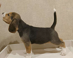 Собаки в Пензе: Щенок Бигль (Прайм Грей) Мальчик, 35 000 руб. - фото 4