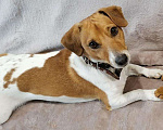 Собаки в Асбесте: Вязка Джек Рассел, 1 руб. - фото 2
