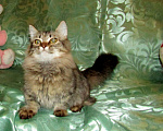 Кошки в Оленегорске: Котик короткие лапки, 10 000 руб. - фото 2