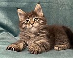 Кошки в Жердевке: Клубные котята мейн-кун, 20 000 руб. - фото 2