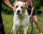 Собаки в Видном: Сафир ждет семью Мальчик, Бесплатно - фото 1