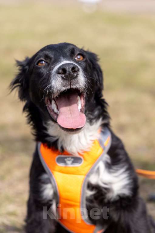 Собаки в Москве: Срочно ищем дом для Джима Мальчик, Бесплатно - фото 6