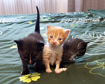 Кошки в Москве: Котёнок в добрые руки Мальчик, Бесплатно - фото 2