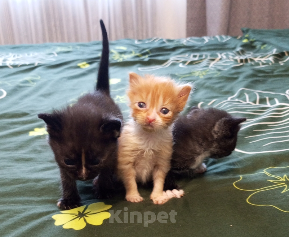 Кошки в Москве: Котёнок в добрые руки Мальчик, Бесплатно - фото 2