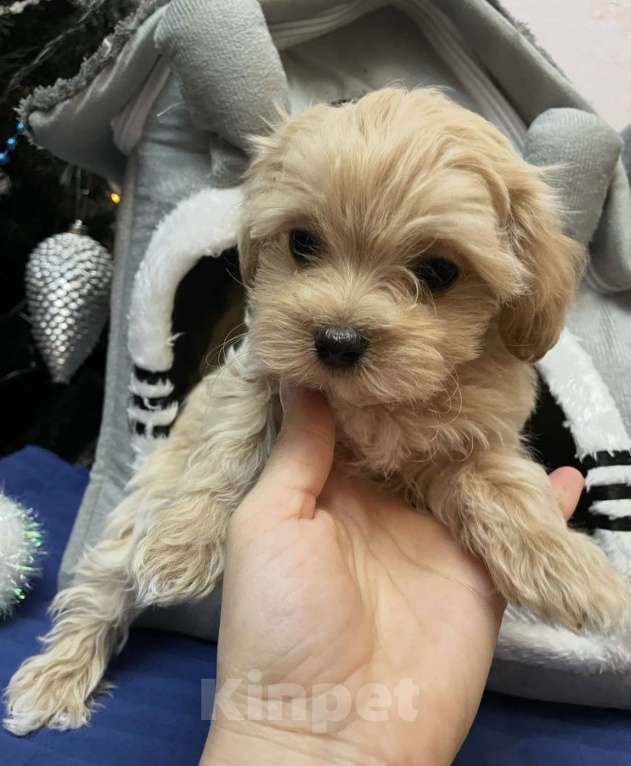 Собаки в Санкт-Петербурге: Маленькие комочки счастья - МАЛЬТИПУ F 1 Девочка, 150 000 руб. - фото 6