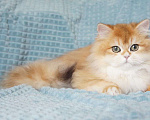Кошки в Владивостоке: Длинношерстный мальчик. Британский котенок Мальчик, 60 000 руб. - фото 2